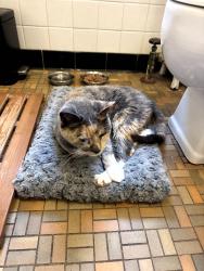 Found/Stray Female Cat last seen 34th and Fremont Ave S, Minneapolis, MN 55408