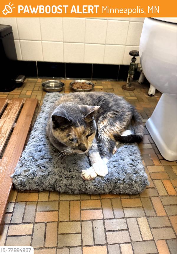 Found/Stray Female Cat last seen 34th and Fremont Ave S, Minneapolis, MN 55408