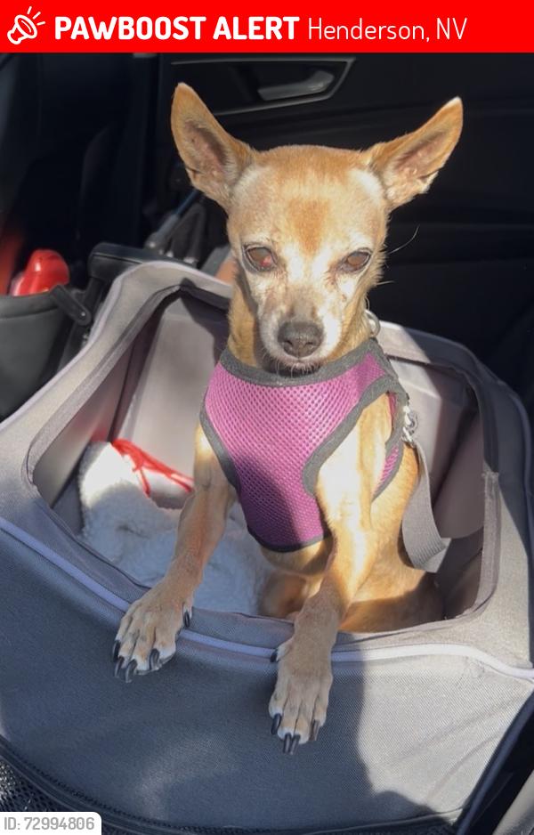 Lost Male Dog last seen Woodridge and pueblo, Henderson, NV 89015
