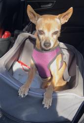 Lost Male Dog last seen Woodridge and pueblo, Henderson, NV 89015