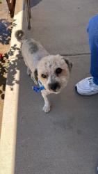Found/Stray Male Dog last seen West Bluff Park, Albuquerque, NM 87120