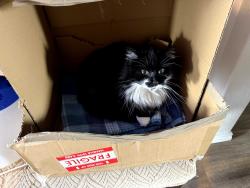 Lost Female Cat last seen Rocky Pebble and Soothing Creek, Converse, TX 78109