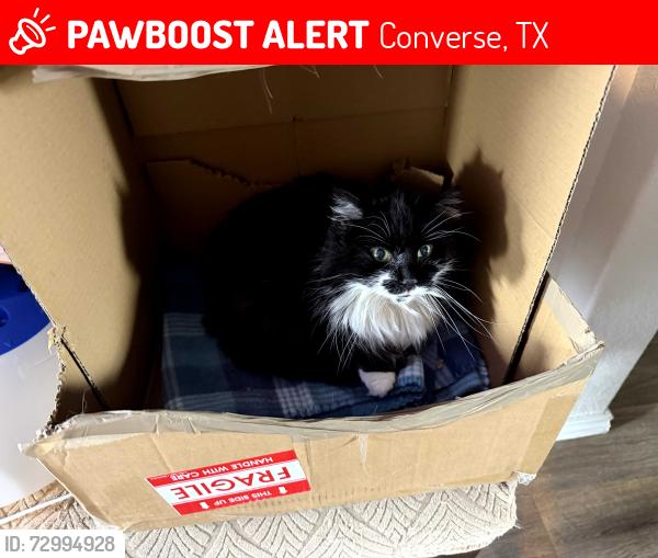 Lost Female Cat last seen Rocky Pebble and Soothing Creek, Converse, TX 78109