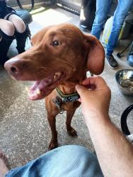 Reunited Female Dog last seen At moorcreek Dr 12115, Houston, TX 77070