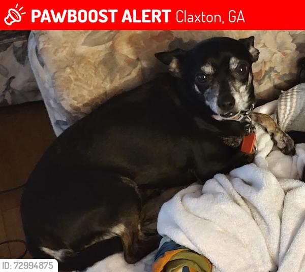 Lost Male Dog last seen Near burhalter Circle Claxton Ga, Claxton, GA 30417