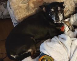 Lost Male Dog last seen Near burhalter Circle Claxton Ga, Claxton, GA 30417