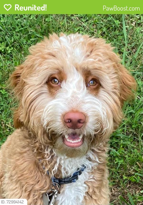 Reunited Male Dog last seen Lewisville Clemmons , Clemmons, NC 27012