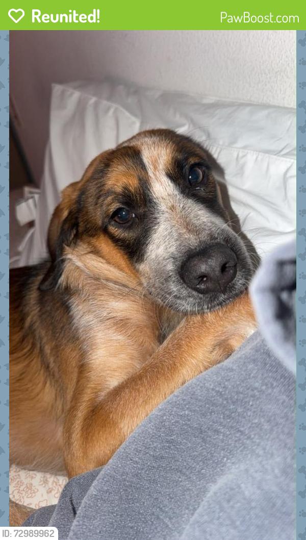 Reunited Female Dog last seen Near Madrona St, Chula Vista, CA 91910, USA, Chula Vista, CA 91910