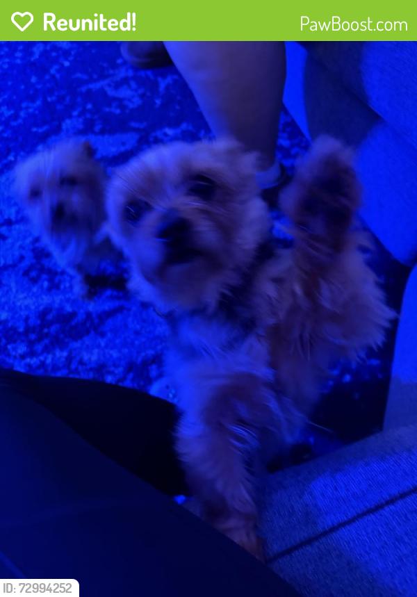 Reunited Male Dog last seen Rock rd and 208th, Aloha, OR 97003