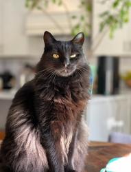 Lost Male Cat last seen Silvapine Trl NE and Chesterfield, near Briarlake Elementary, DeKalb County, GA 30345