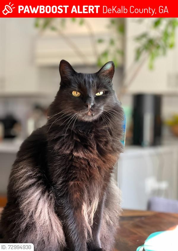 Lost Male Cat last seen Silvapine Trl NE and Chesterfield, near Briarlake Elementary, DeKalb County, GA 30345