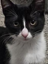 Lost Male Cat last seen Lakewood, Forney, TX 75126