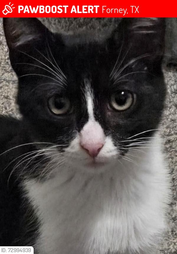 Lost Male Cat last seen Lakewood, Forney, TX 75126