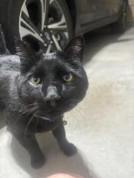 Found/Stray Male Cat last seen Dry creek and S Quatar Way, Aurora, CO 80016