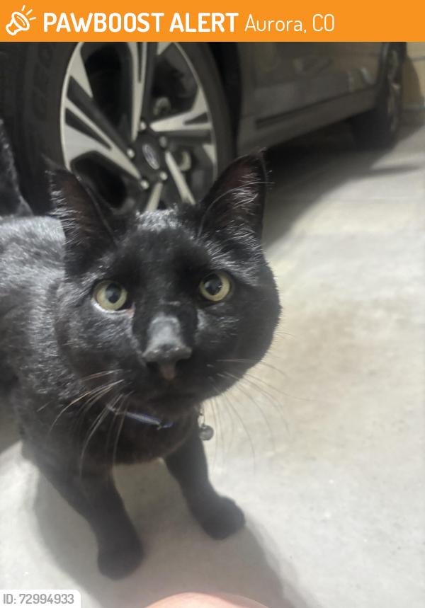 Found/Stray Male Cat last seen Dry creek and S Quatar Way, Aurora, CO 80016