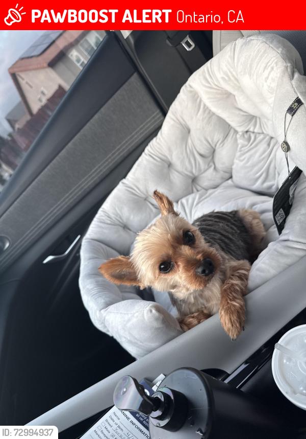 Lost Female Dog last seen W. Ralston st and Euclid avenue , Ontario, CA 91762