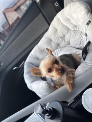 Lost Female Dog last seen W. Ralston st and Euclid avenue , Ontario, CA 91762