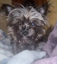 Lost Female Dog last seen 135th rd, Cleveland, OH 44111
