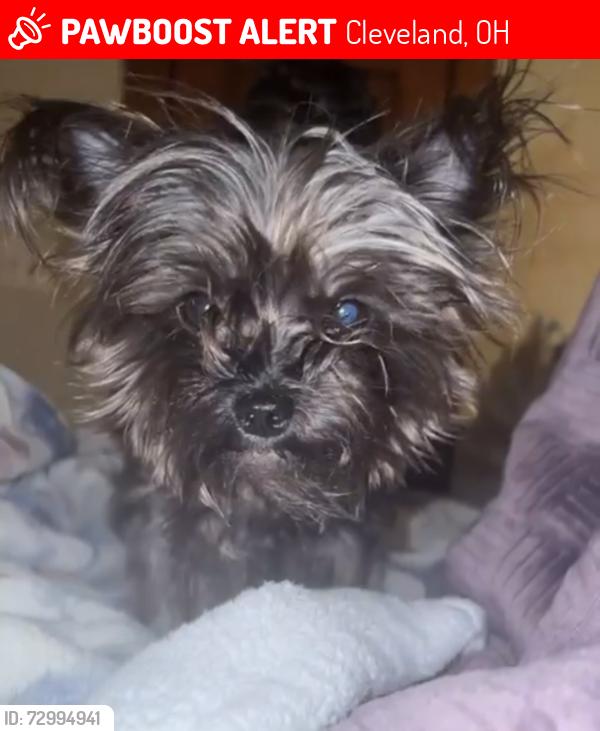 Lost Female Dog last seen 135th rd, Cleveland, OH 44111