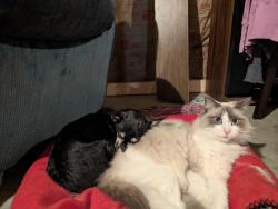 Lost Female Cat last seen Chandlinsburg Baptist Church, Moneta, VA 24121