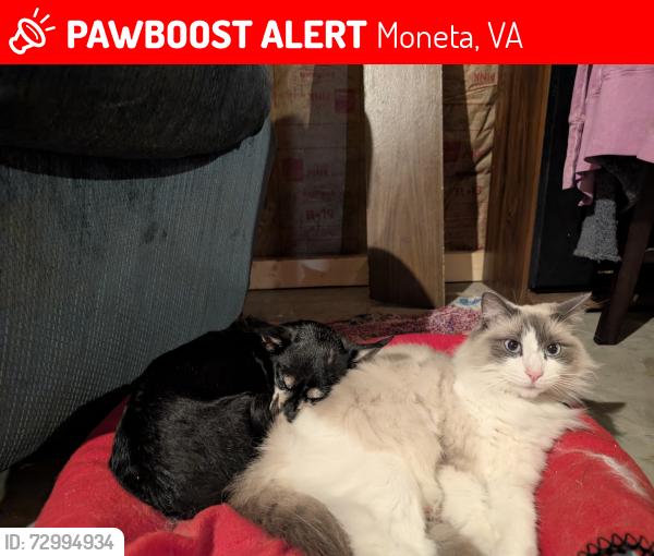 Lost Female Cat last seen Chandlinsburg Baptist Church, Moneta, VA 24121