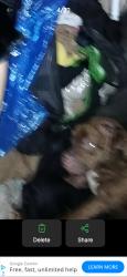 Lost Male Dog last seen Dollar general, Lakeland, FL 33801