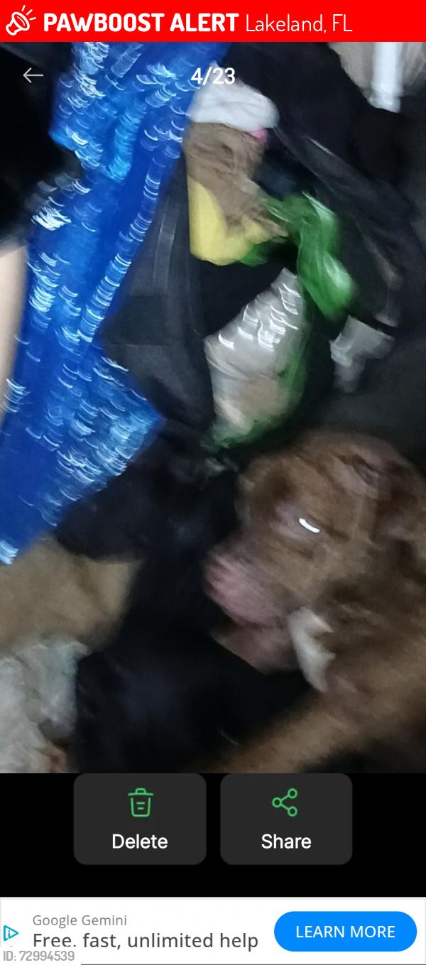Lost Male Dog last seen Dollar general, Lakeland, FL 33801