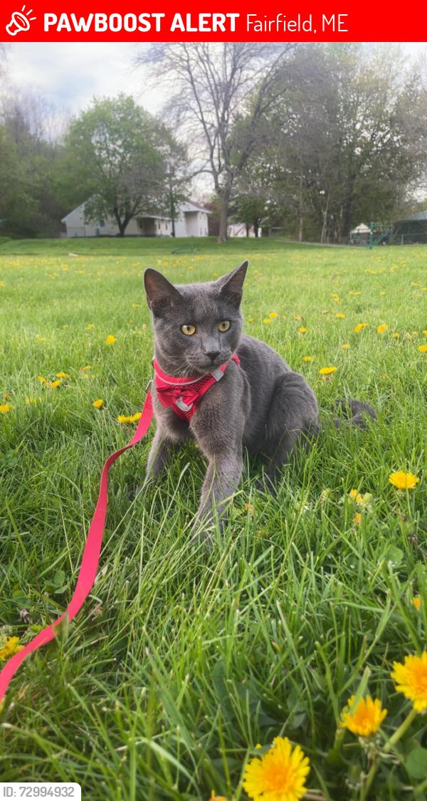 Lost Male Cat last seen KENNEBEC ST APT 122, Fairfield, ME 04937