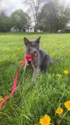 Lost Male Cat last seen KENNEBEC ST APT 122, Fairfield, ME 04937