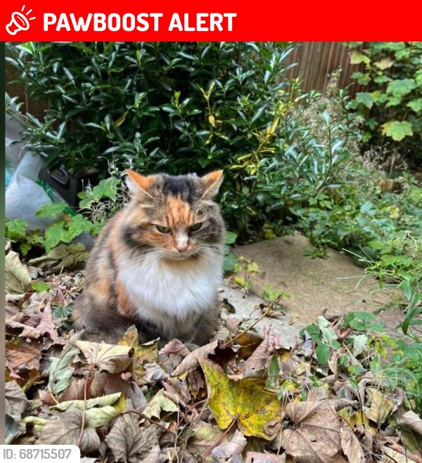 Lost Female Cat last seen LU5 6QU, Houghton Regis, England LU5 6QW
