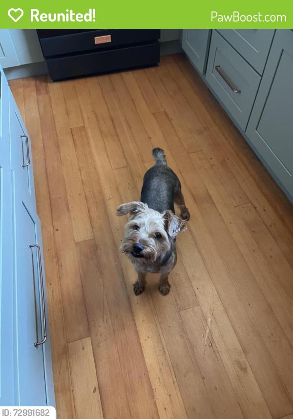 Reunited Female Dog last seen Aragon, Solita & El Cajon blvd. African Alliance thrift store, San Diego, CA 92115