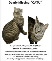 Lost Female Cat last seen Resler Ave , El Paso, TX 79911