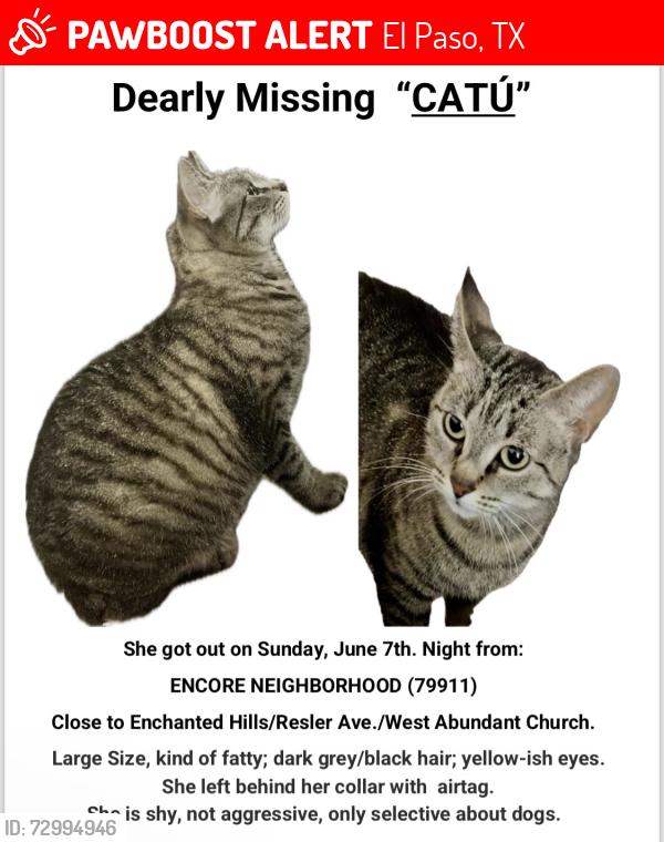 Lost Female Cat last seen Resler Ave , El Paso, TX 79911