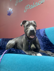 Found/Stray Female Dog last seen Clarence Thompson Park, Arlington, TX 76006