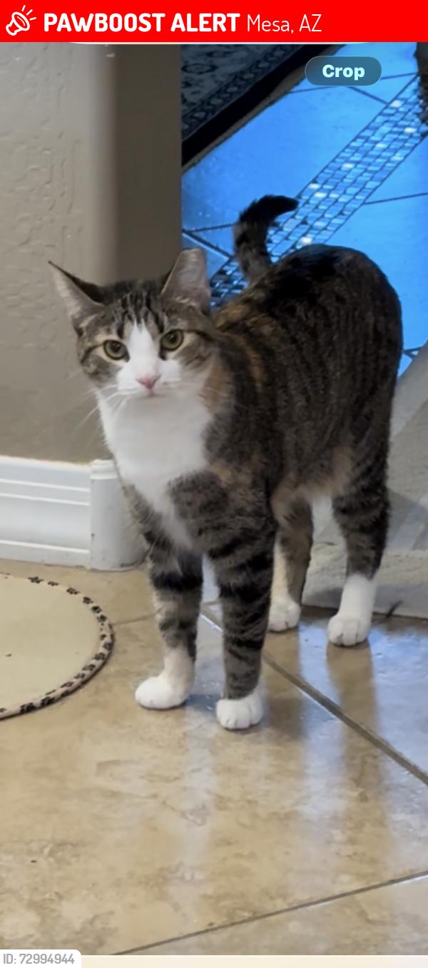 Lost Female Cat last seen Ray and Signal Butte, Mesa, AZ 85212