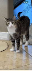 Lost Female Cat last seen Ray and Signal Butte, Mesa, AZ 85212