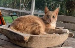 Lost Male Cat last seen Chippewa Trail and Ponca Trail, Maitland, FL 32751