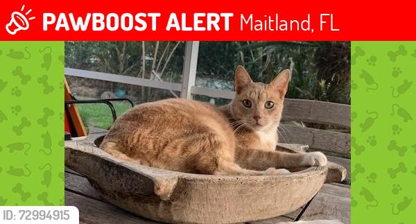 Lost Male Cat last seen Chippewa Trail and Ponca Trail, Maitland, FL 32751