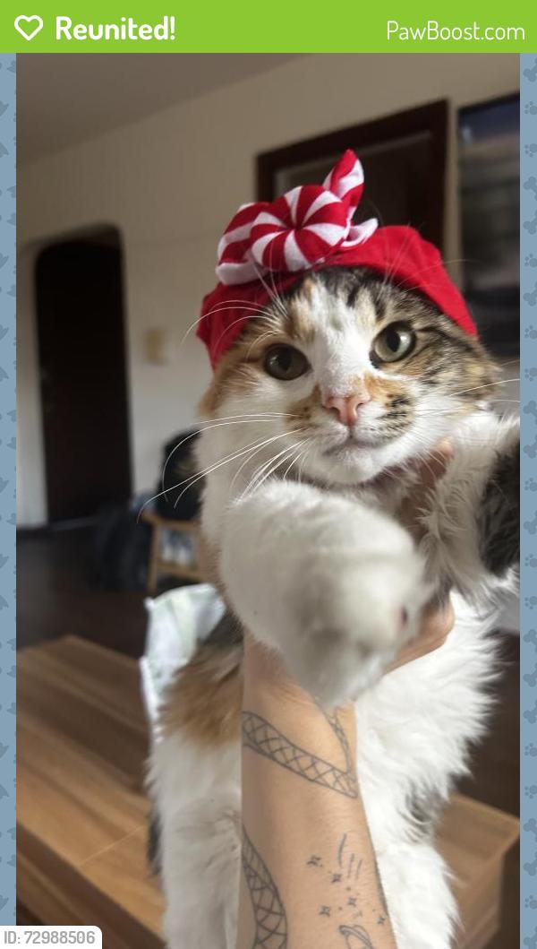 Reunited Female Cat last seen Near joselin ave, Cincinnati, OH 45220