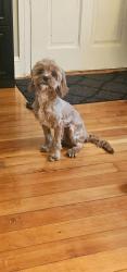 Reunited Male Dog last seen Pontiac ave , Cranston, RI 02910