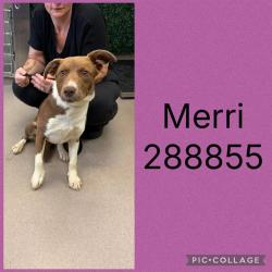 Shelter Stray Female Dog last seen MERRIWOOD DR, 4214 Fulton Mill Rd, Macon, GA 31216, USA