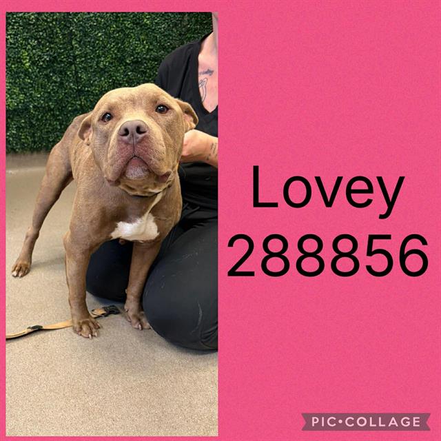 Shelter Stray Female Dog last seen MERRIWOOD DR, 4214 Fulton Mill Rd, Macon, GA 31216, USA