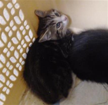 Shelter Stray Male Cat last seen Near BLOCK N OSCEOLA ST, DENVER CO 80219, 1241 W Bayaud Ave, Denver, CO 80223, USA