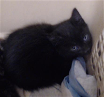 Shelter Stray Male Cat last seen Near BLOCK N OSCEOLA ST, DENVER CO 80219, 1241 W Bayaud Ave, Denver, CO 80223, USA