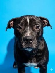 Shelter Stray Male Dog last seen Near BLOCK TECHWOOD DR, 2020 Forest St, Jacksonville, FL 32204, USA