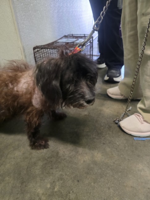 Shelter Stray Male Dog last seen , 1850 W 60th St, Los Angeles, CA 90047, USA