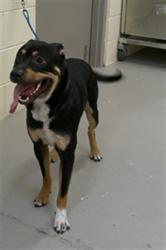 Shelter Stray Male Dog last seen LORI ANNE/WS, 232 Eslinger Way, Sanford, FL 32773, USA
