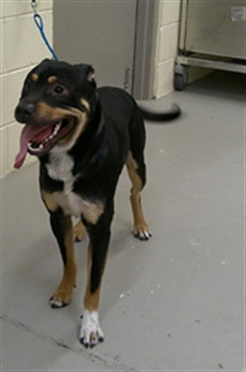 Shelter Stray Male Dog last seen LORI ANNE/WS, 232 Eslinger Way, Sanford, FL 32773, USA