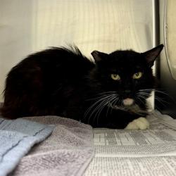 Shelter Stray Male Cat last seen Near BLOCK CAMINO REAL JURUPA VALLEY, 6851 Van Buren Boulevard, Jurupa Valley, CA 92509, USA