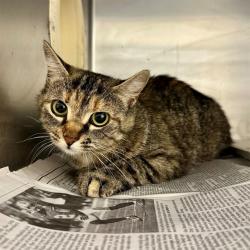 Shelter Stray Female Cat last seen Near BLOCK BRUCE AVE, RIVERSIDE, CA 92503, 6851 Van Buren Boulevard, Jurupa Valley, CA 92509, USA